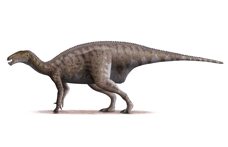 Modern palaeoart of Mantellisaurus showing the dinosaur stood on all fours