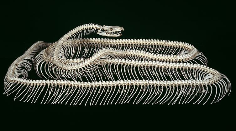 An Indian python skeleton.