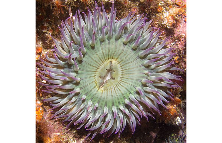 A living clonal anemone