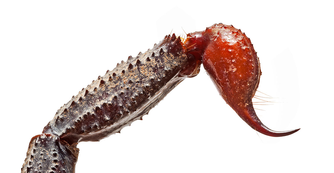 An emporer scorpion tail and stinger
