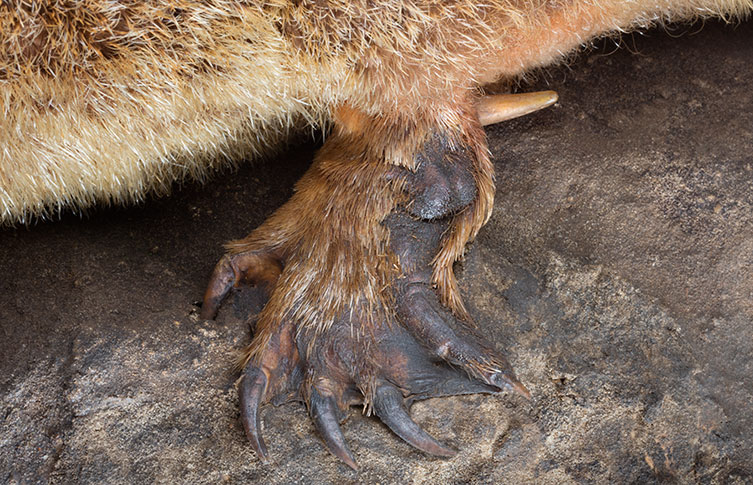 A close up of a male platypus's spur