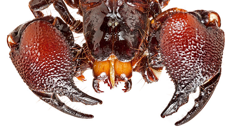 A close up of a scorpion's head