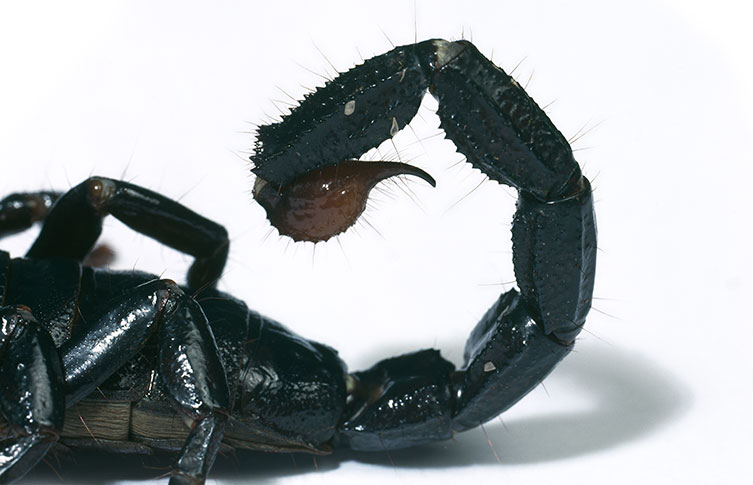 A close-up of a scorpion's tail