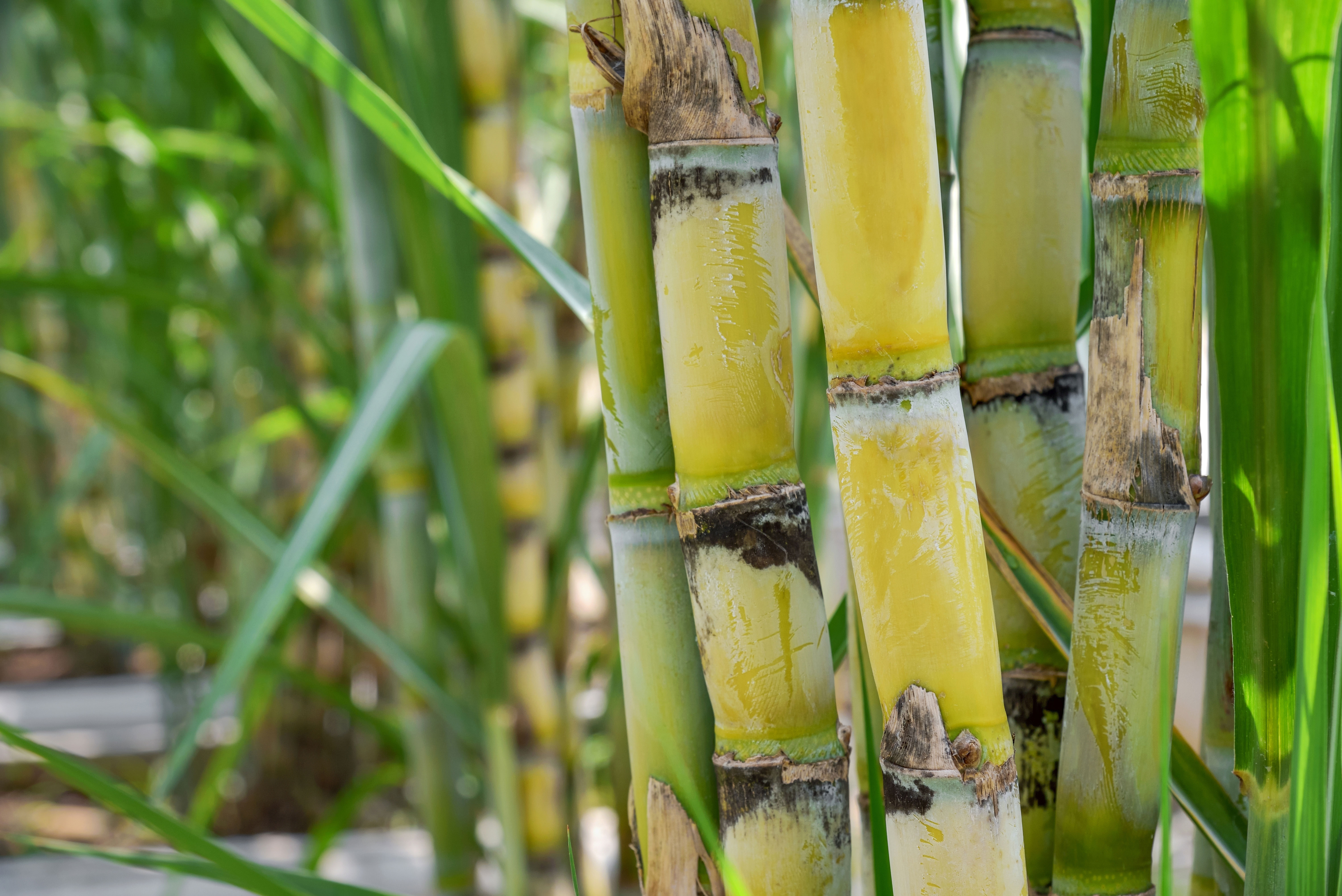 A close-up image of sugar cane being grown.