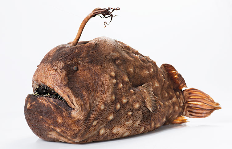 An anglerfish specimen from the Natural History Museum collections