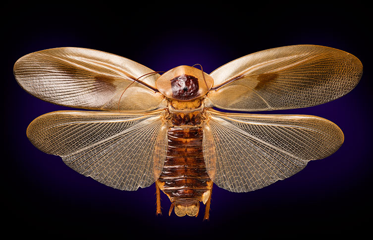 A giant cave cockroach specimen from the Natural History Museum collections