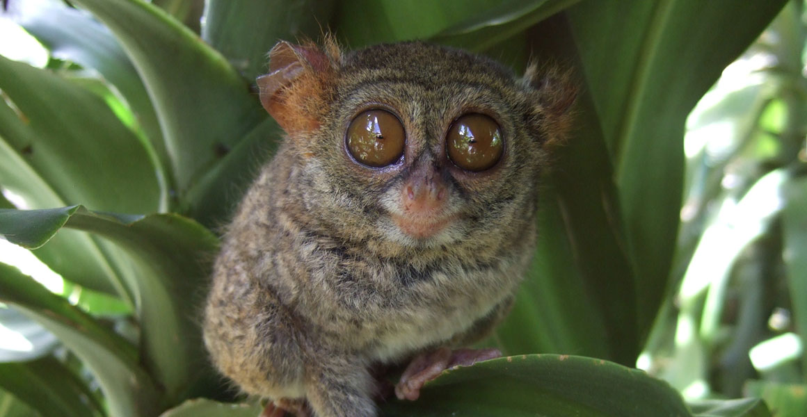 A spectral tarsier in the daylight