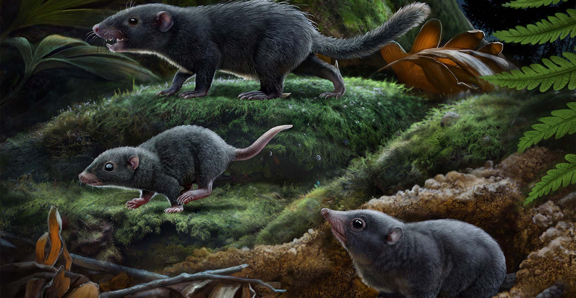 An artist's impression of a mole-like animal and two rat-like animals in a woodland setting.