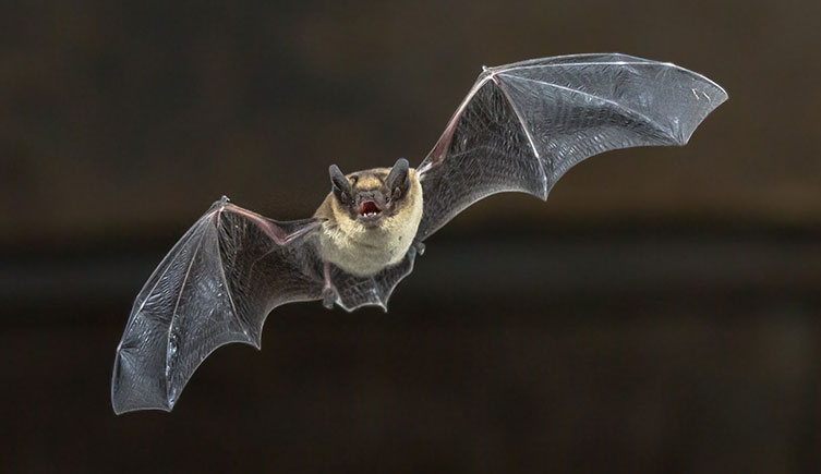 A common pipistrelle bat in flight