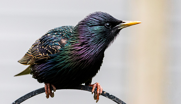 A starling on a branch, you can see the white flecks on its wings and the green and purple of its wiings