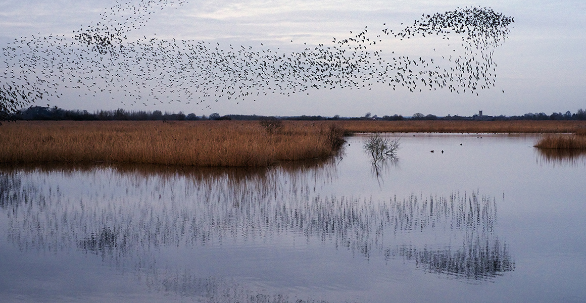 A flock of starlings form a gaint murmuration over a wetland