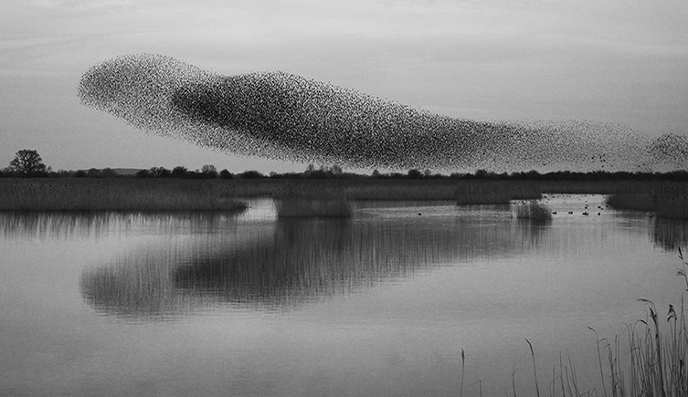 A wintery starling murmuration over a lake