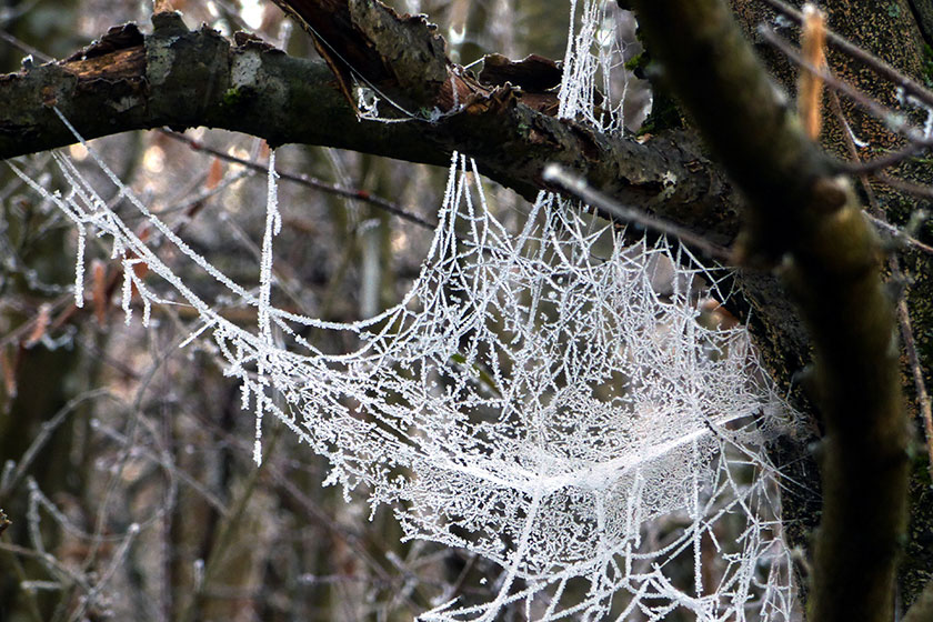 Frozen spider web