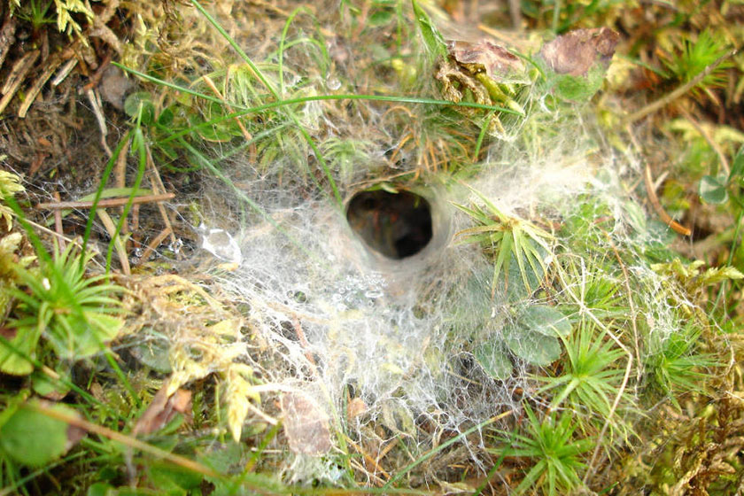 Funnel web