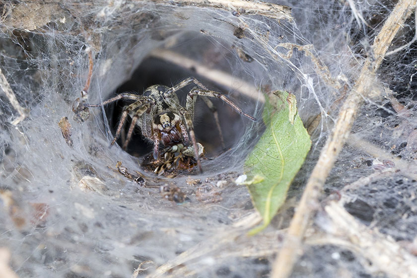 Labyrinth spider on its web