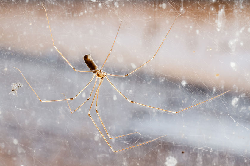 Daddy-long-legs spider