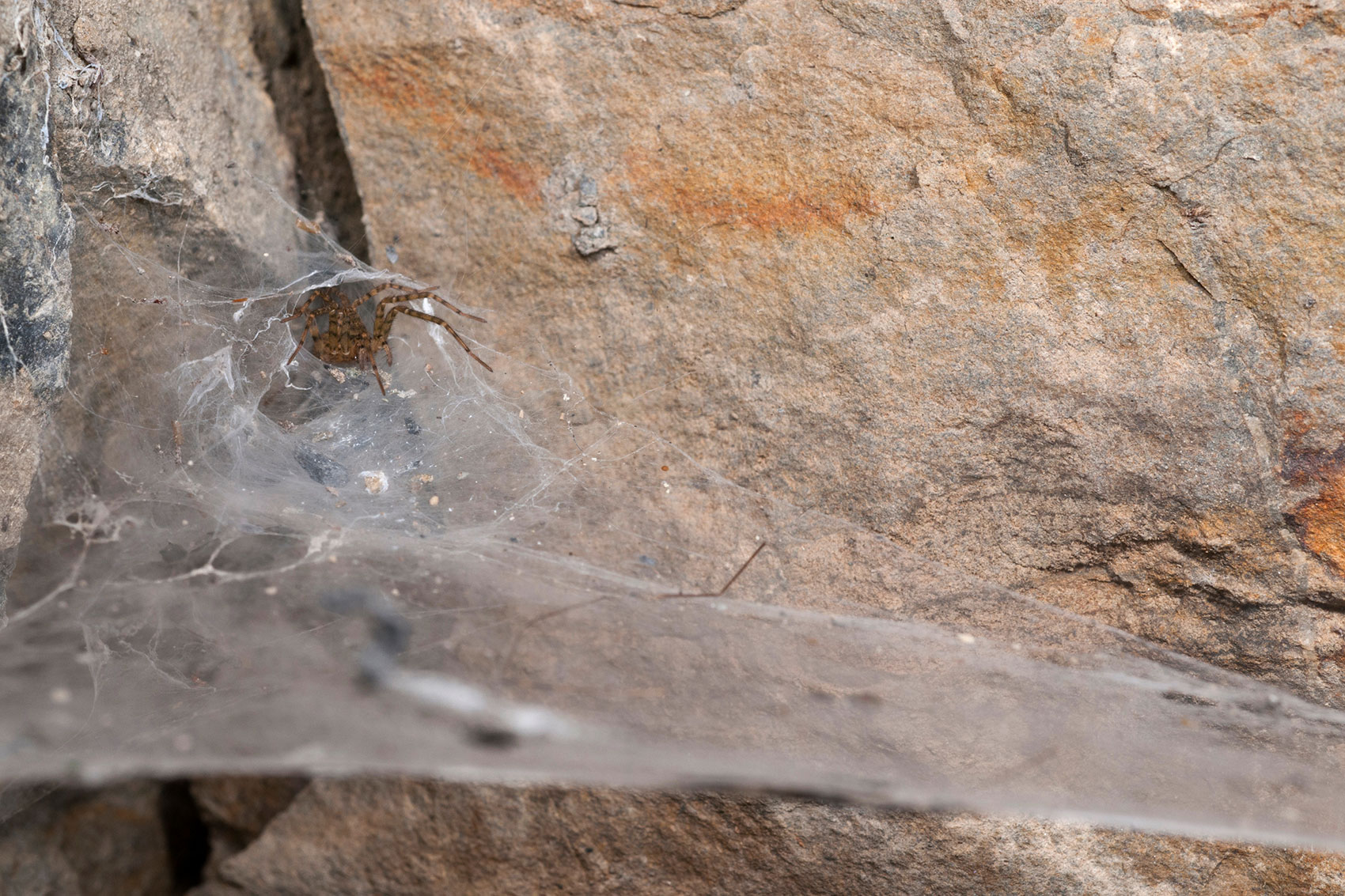 Tegenaria species on its large web built on a rock face