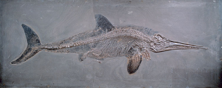 A dolphin-like ichthyosaur skeleton embedded in rock