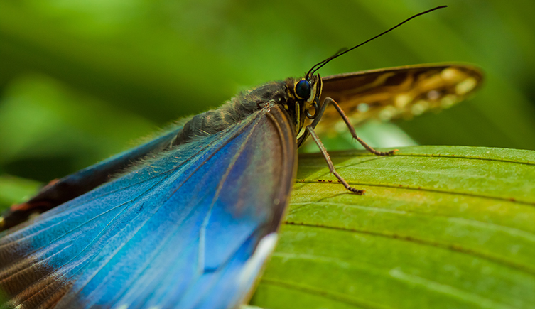 A blue morpho on a leaf