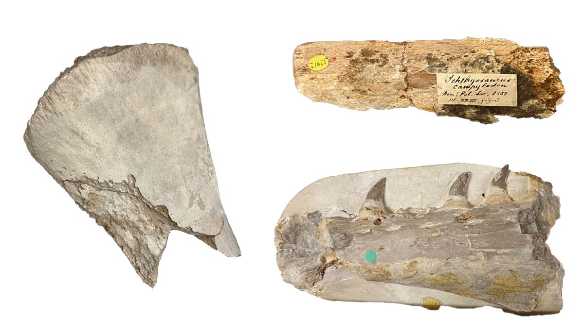 A selection of marine reptile fossils including a jawbone, which all have small holes in them.