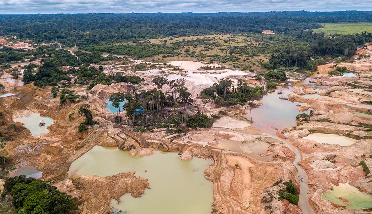 Pools of muddy water and sporadic trees, with dense rainforest in the distance.