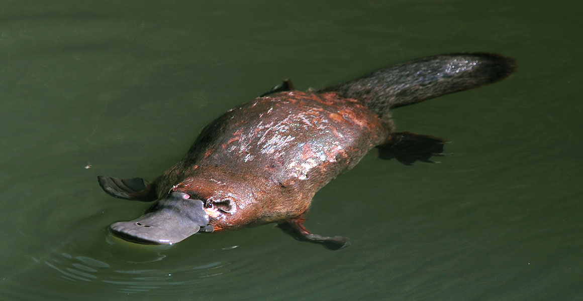 A playtpus swimming at the water's surface