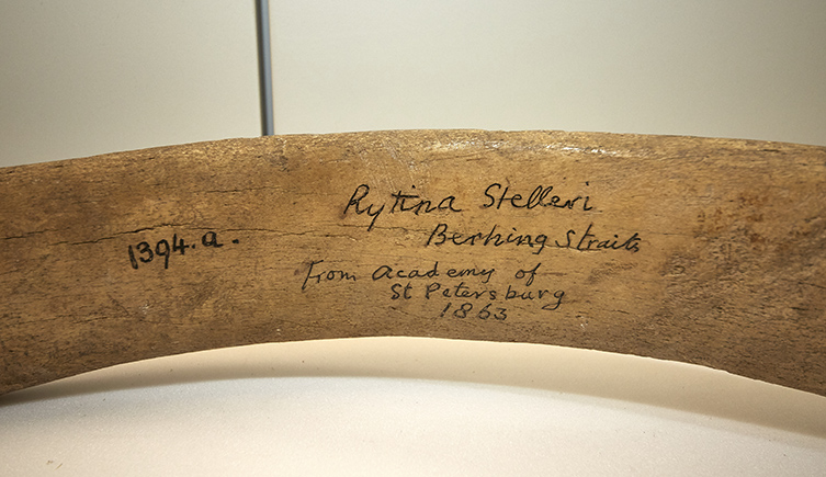 The rib of a Steller's sea cow, driven to extinction by humans in 1786