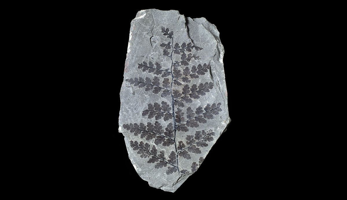 A fossil of a fern-like plant frond