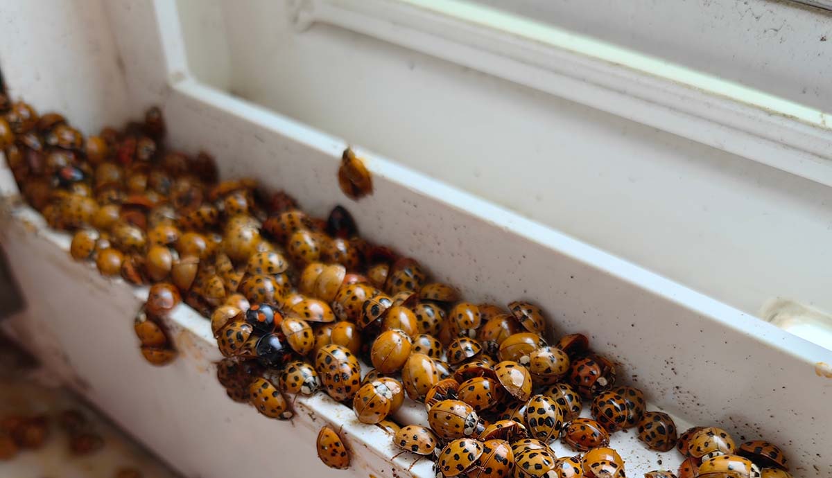 A cluster of harlequin ladybirds gathered on a window sill inside a house. 
