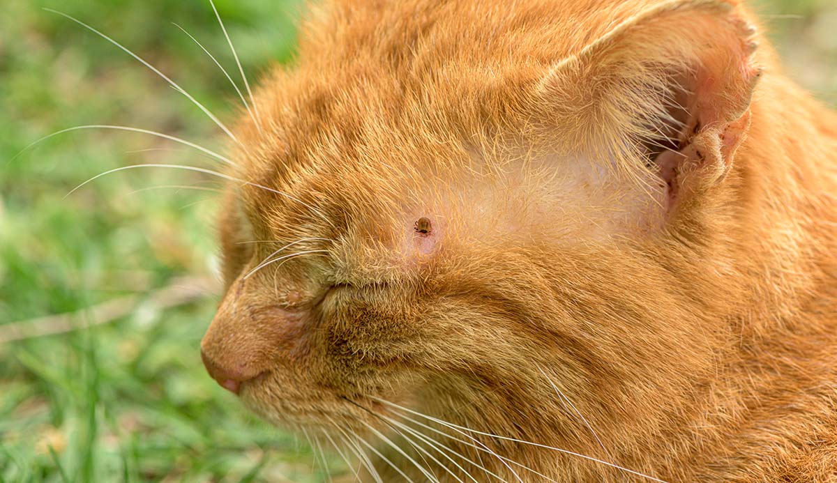 A ginger cat with its eyes closed with a tick on its forehead.