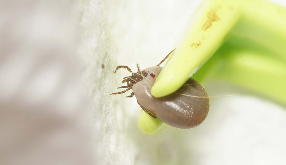 A tick being held between a pair of tweezers.