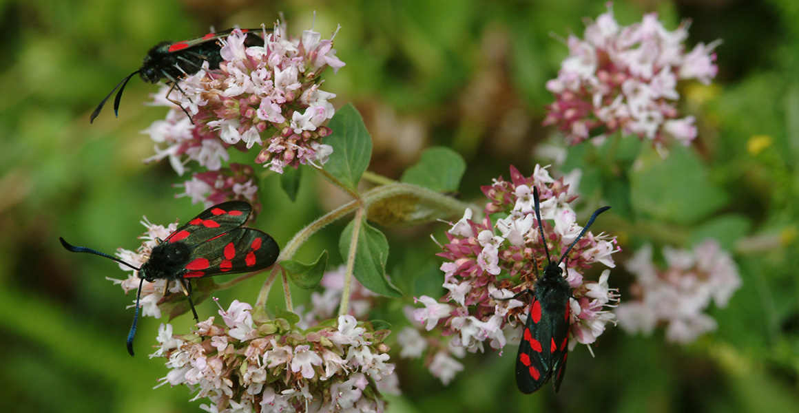 Six-spot burnet moths