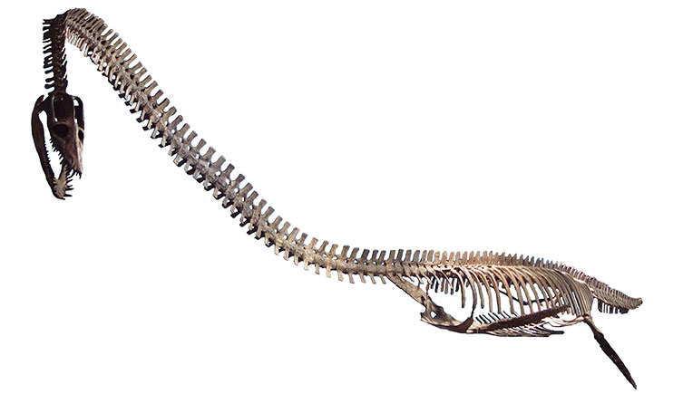A skeleton of a plesiosaur with a very long neck