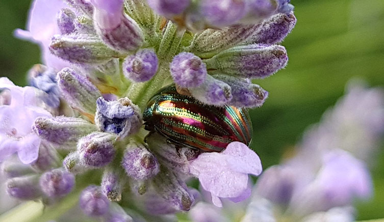 Rosemary beetle on lavendar