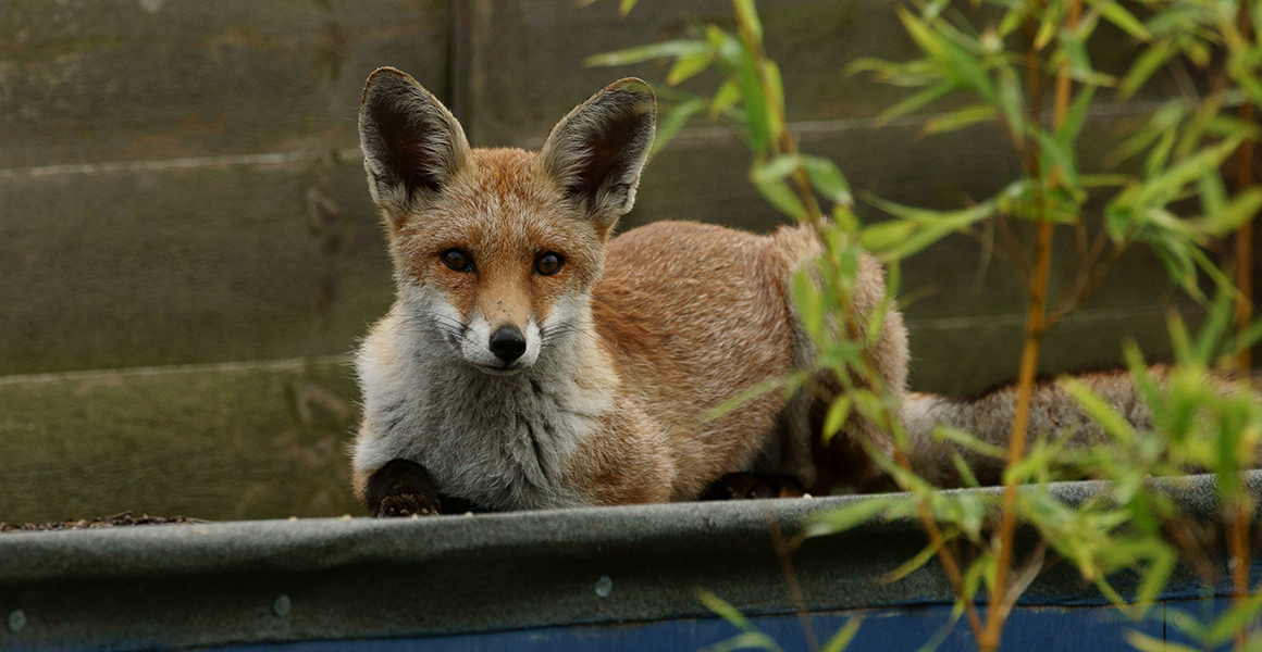 An urban fox lying on a garden shed roof