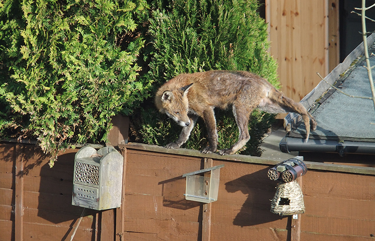 An urban fox walks along the top of a thin garden fence
