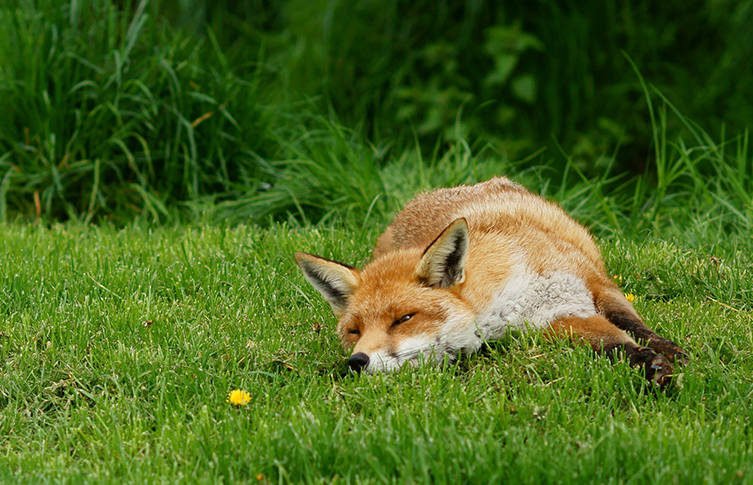 A red fox lying on grass, sleeping in the sunshine