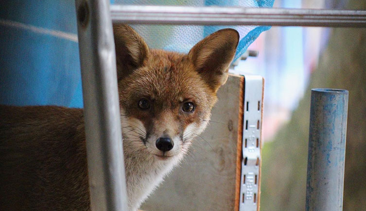 A red fox exploring scaffolding in an urban area