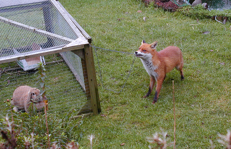 A red fox tries to get into a rabbit hutch in a garden