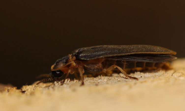 A male glow-worm