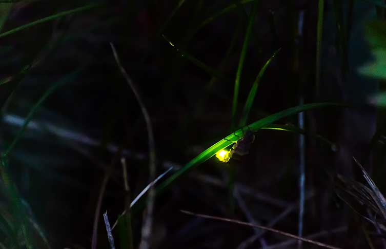 A female glow-worm glowing on a blade of grass