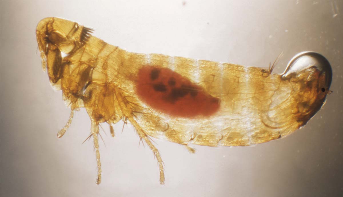 A close-up on a flea, showing dark masses of plague bacteria in its stomach.