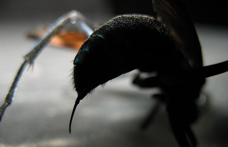A female tarantula hawk wasp's stinger