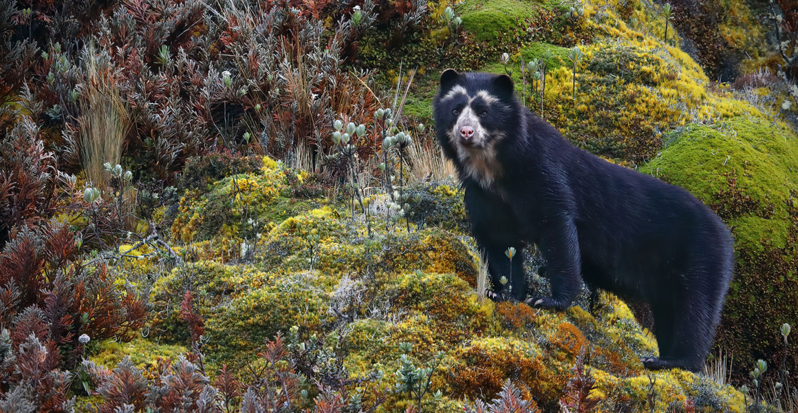 An Andean bear stands on a mountain amidst yellow and green fauna