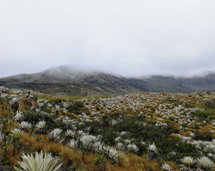 A foggy mountainous landscape