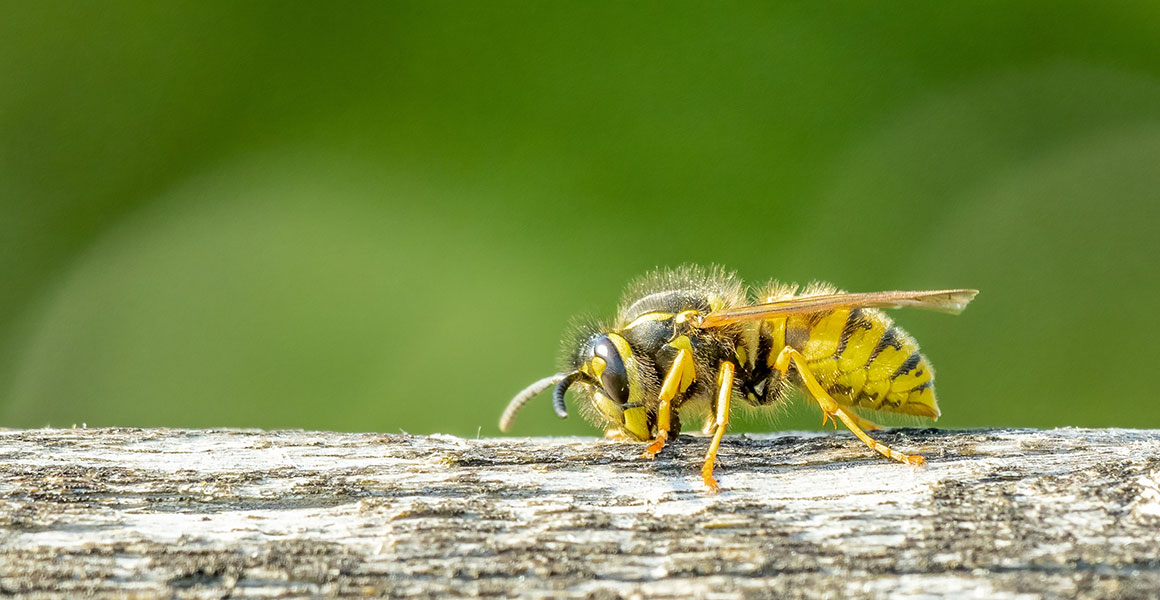 An adult German wasp chewing on a wooden fence