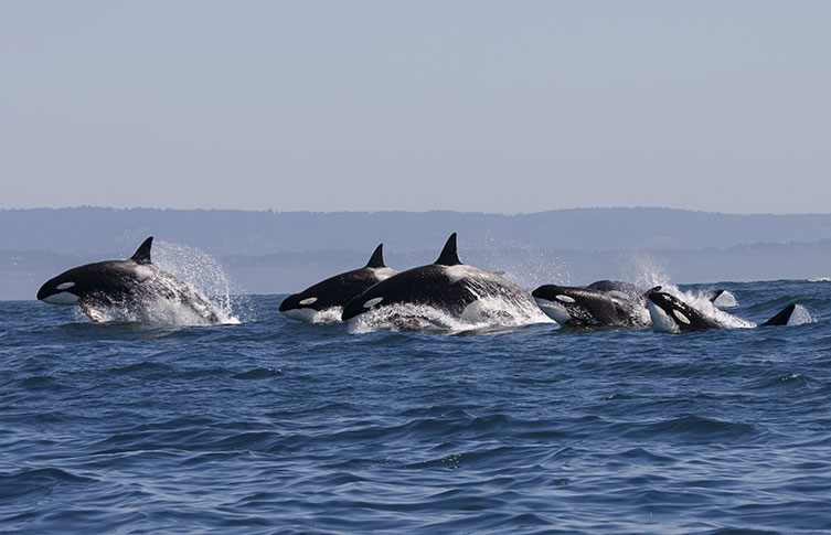 Killer whales hunting