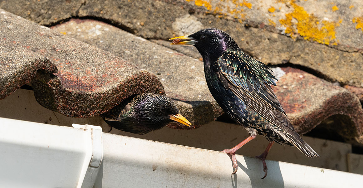 Two irridescent birds with pale flecks, one emerging from under a roof tile and the other perching on a gutter