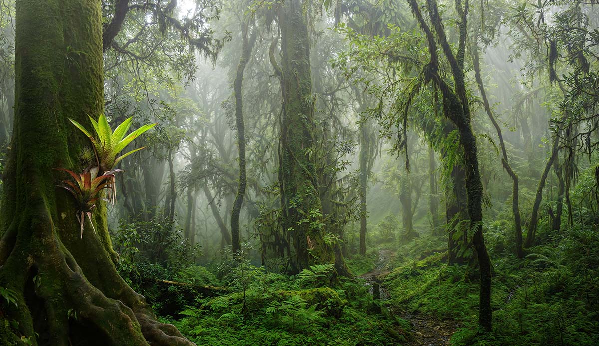 Mist drifts through a rainforest.