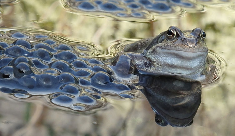 Common frog in water next to frogspawn